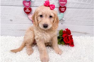 Peony - Mini Goldendoodle for sale