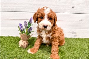 Deacon - puppy for sale