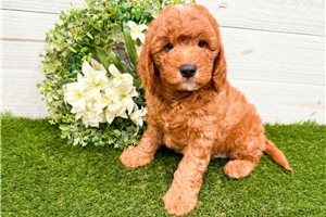 Niles - Goldendoodle, Mini for sale