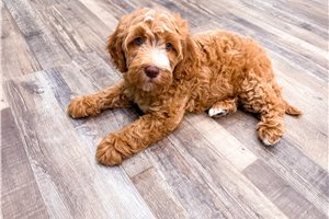 Grace - Goldendoodle, Mini for sale