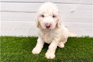 Foster - Goldendoodle, Mini for sale