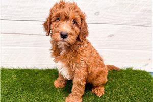 Wallace - Goldendoodle, Mini for sale