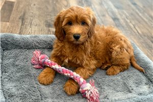 Felicity - Goldendoodle, Mini for sale