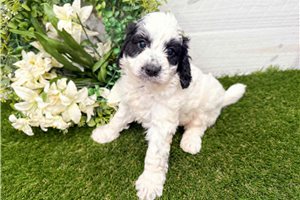 Pandora - Goldendoodle, Mini for sale