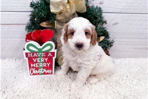 James - Goldendoodle, Mini for sale