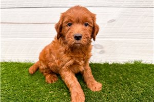 Cade - puppy for sale