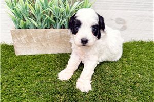 Paige - puppy for sale