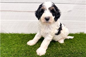 Walter - Goldendoodle, Mini for sale