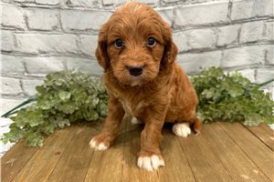 Brenda - puppy for sale