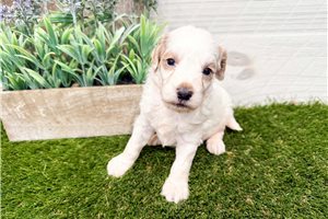 Potter - Goldendoodle, Mini for sale