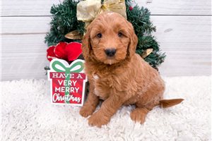 Kylie - Goldendoodle, Mini for sale