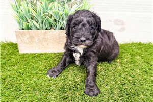 Penelope - puppy for sale