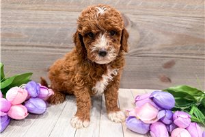Dak - puppy for sale