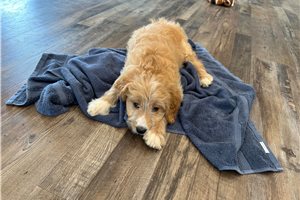 Levi - puppy for sale