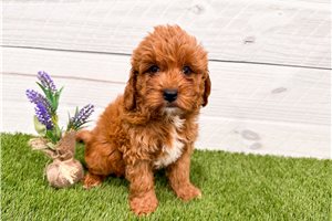 Dagger - puppy for sale