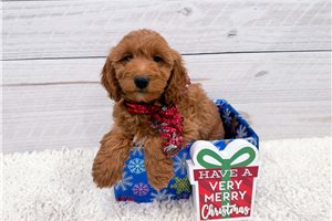 Faye - Goldendoodle, Mini for sale
