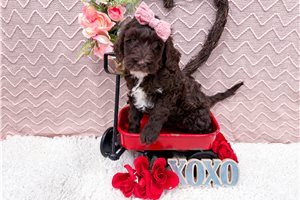Noreen - Goldendoodle, Mini for sale