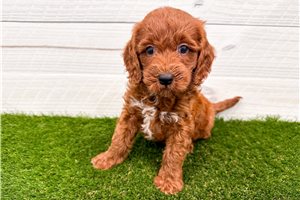 Chad - Goldendoodle, Mini for sale