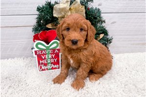 Kinsley - Goldendoodle, Mini for sale