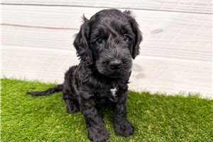 Galahad - puppy for sale