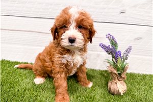 Dave - puppy for sale