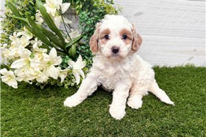 Polly - Goldendoodle, Mini for sale