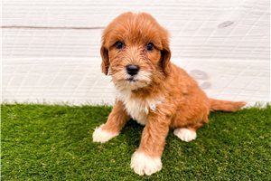 Courtney - Goldendoodle, Mini for sale