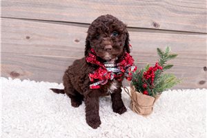Isabella - Goldendoodle, Mini for sale