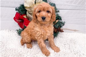 Farrah - Goldendoodle, Mini for sale