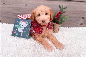 Isaac - Goldendoodle, Mini for sale