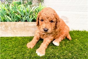 Pumpkin - Goldendoodle, Mini for sale