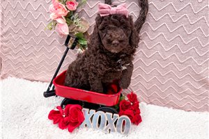 Naomi - Goldendoodle, Mini for sale