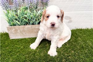 Perdita - puppy for sale