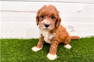 Catalina - puppy for sale