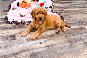 Finley - Goldendoodle, Mini for sale