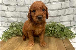 Bonita - puppy for sale