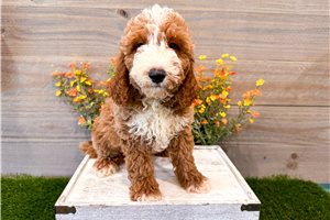 Carlito - puppy for sale