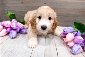 Lily - Goldendoodle, Mini for sale