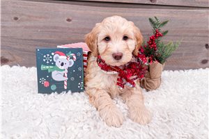 Ivan - Goldendoodle, Mini for sale