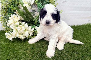 Paige - Goldendoodle, Mini for sale