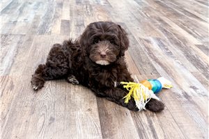 Nevaeh - Goldendoodle, Mini for sale