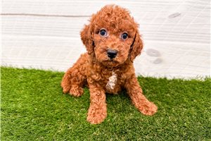 Chili - puppy for sale