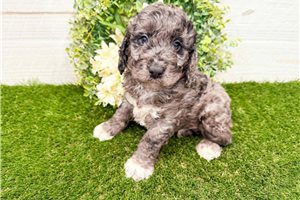 Pluto - Goldendoodle, Mini for sale