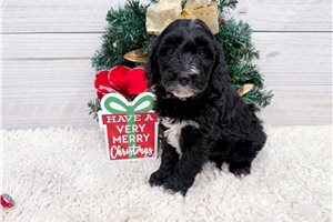 Gianna - Goldendoodle, Mini for sale