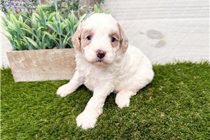 Polly - puppy for sale