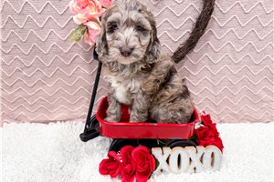 Nigel - Goldendoodle, Mini for sale