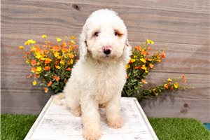 Calum - puppy for sale