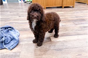 Iris - Goldendoodle, Mini for sale