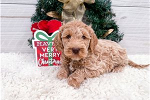 Genevieve - Goldendoodle, Mini for sale