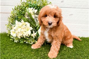 Nate - puppy for sale